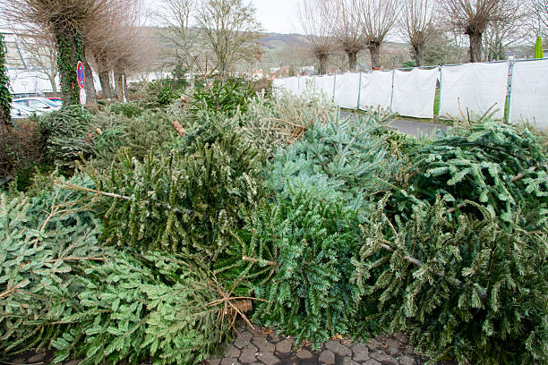 Much old dry used Christmas trees on the city street. Festively decorated outdoor. Background of green branchesof spruce.