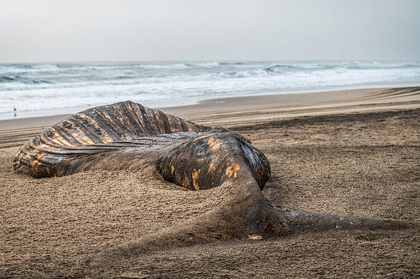 Sperm whale stranded on the beach at Vasto, Italy