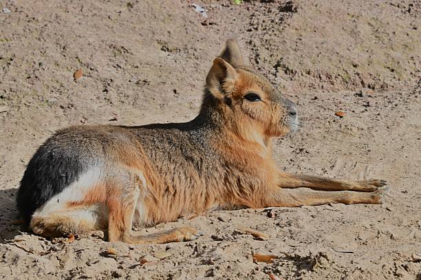 Mara (Dolchotis patagonum)
