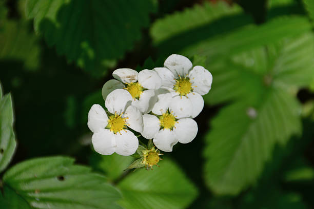 istock Wild Strawberry Blossoms in Sunlight in the forest 2245138579