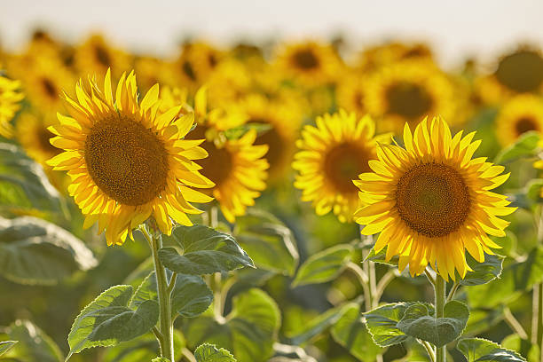 istock Sunflowers on a market and a little bumblebee. Selective focus 2245139129