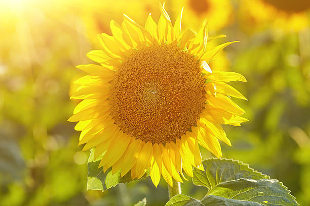 istock Sunflower natural background. Sunflower blooming. 2245139136