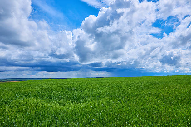 istock Gloomy storm clouds over a wheat field 2245139157