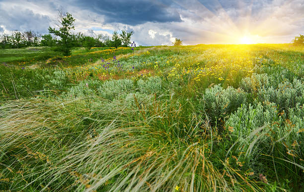 istock field of feather grass under the blue sky 2245139173
