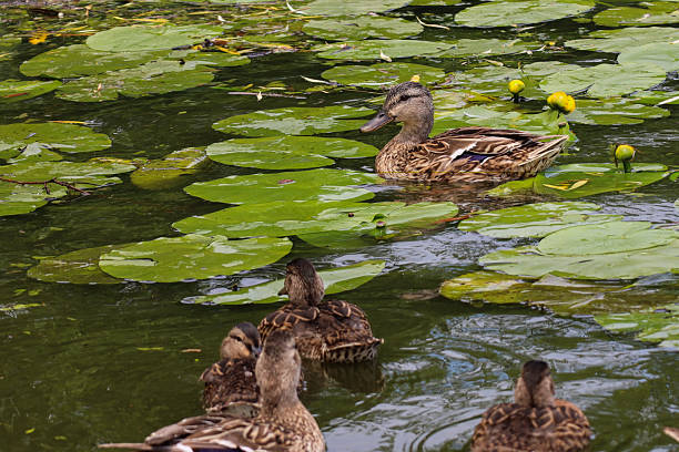 istock Mallard Duck Swimming Among Water Lilies 2245139275