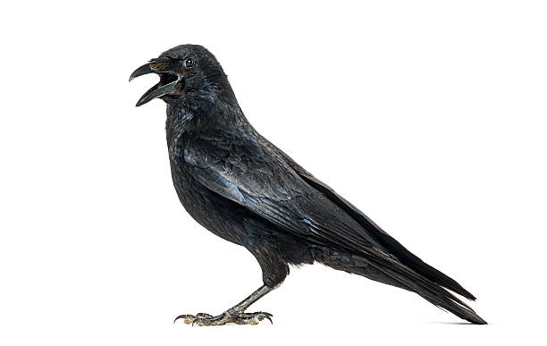 istock Side view of a Carrion crow calling beak open, corvus corone, isolated on white 2245139374