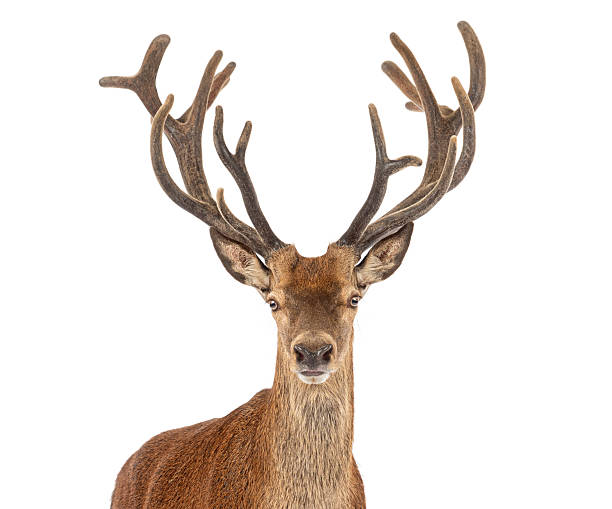 istock Majestic red deer stag posing with large antlers on white background 2245139398