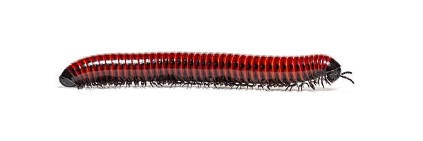 istock Giant african millipede crawling on white background 2245139419