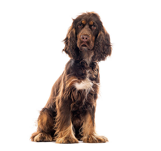 istock Brown english cocker spaniel sitting looking at camera 2245139475