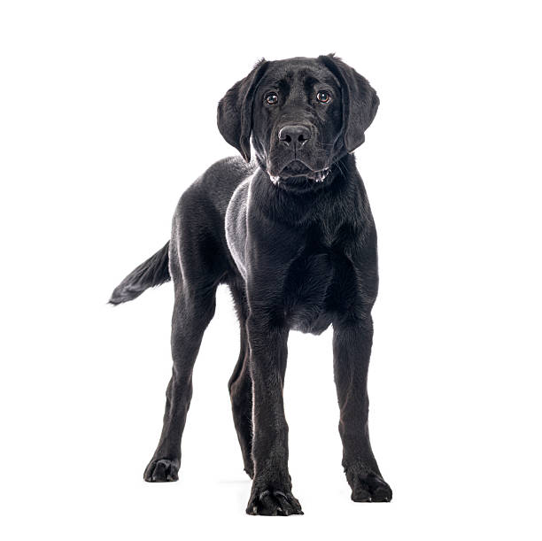 Black labrador puppy standing and looking at the camera on a white background
