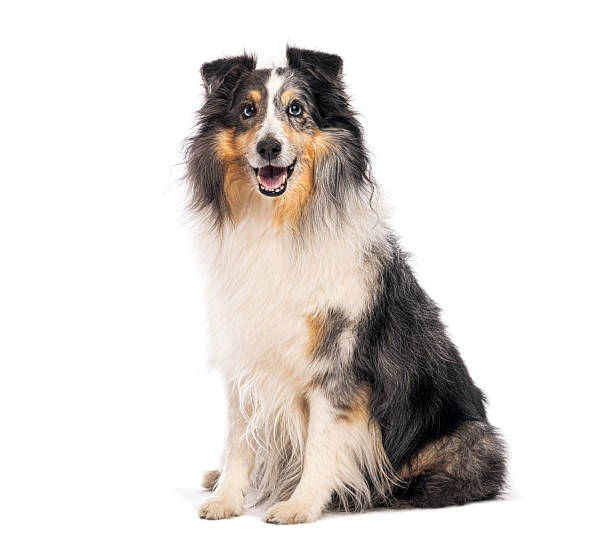 Shetland sheepdog sitting with mouth open on white background