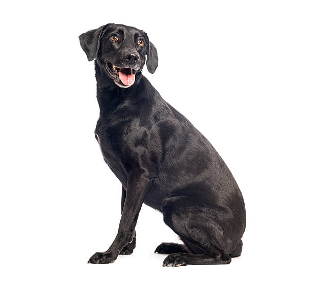 istock Black labrador retriever dog sitting looking happy 2245139516