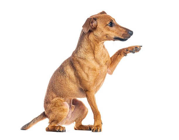 istock Brown dog sitting and offering its paw for a handshake 2245139614