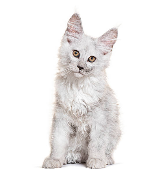 istock Fluffy maine coon kitten looking curious on white background 2245140178