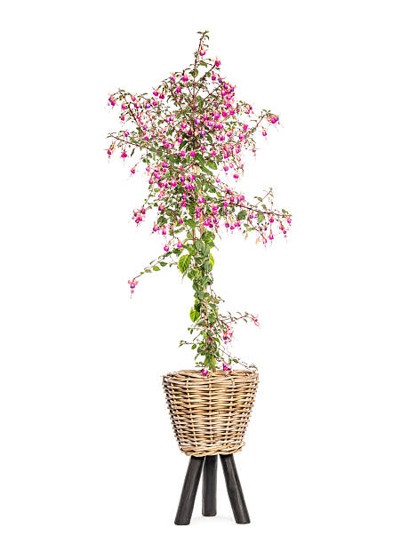 istock Fuchsia plant blooming in wicker stand pot 2245140231