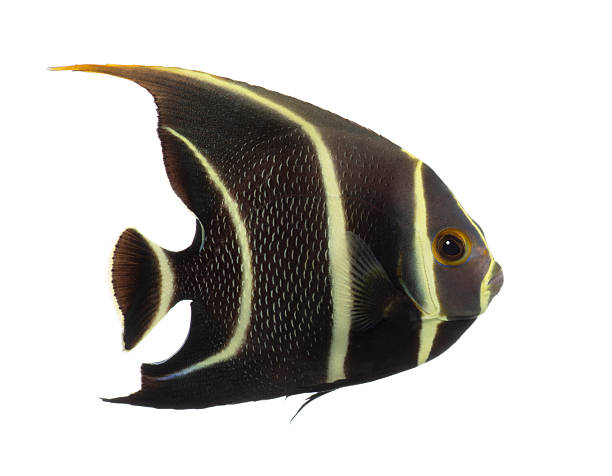 istock French angelfish swimming gracefully on white background 2245140282