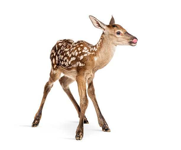 istock Fawn standing with tongue out on white background 2245140325