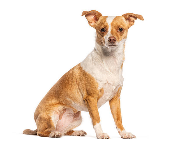 istock Small mixed breed dog sitting on white background looking at camera 2245140326