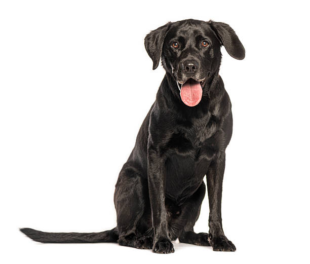 istock Black labrador retriever dog sitting and panting 2245140406