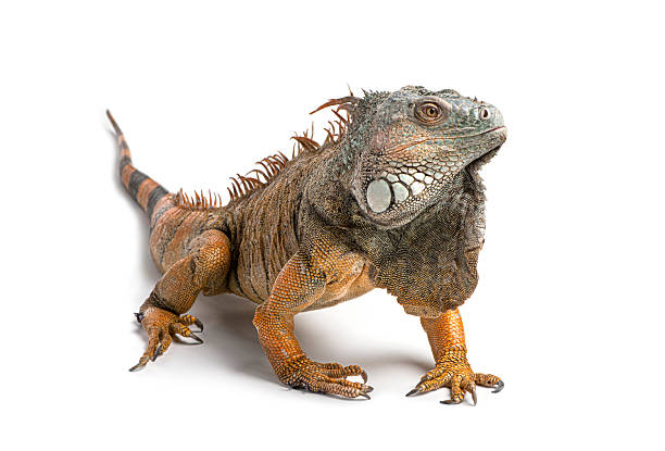 istock Iguana standing on white background looking away 2245140520
