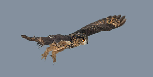 istock Eurasian eagle-owl flying with wings spread against clear sky 2245141677