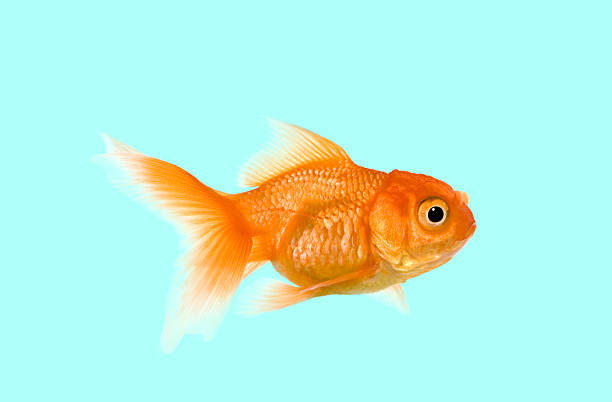 Goldfish swimming creating a blue turquoise background
