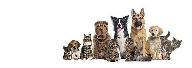 istock Large group of diverse dogs and cats together 2245142030