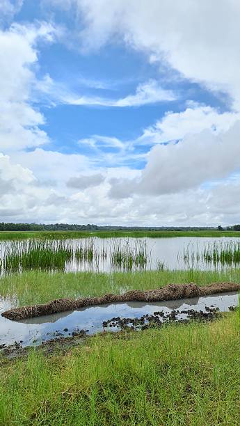 istock Grasslands and swamps 2245142063