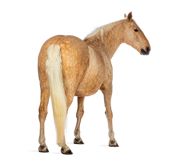 istock Palomino horse looking back on white background 2245142148