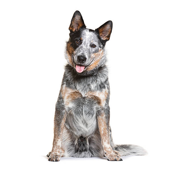 istock Australian cattle dog sitting in studio portrait 2245142344