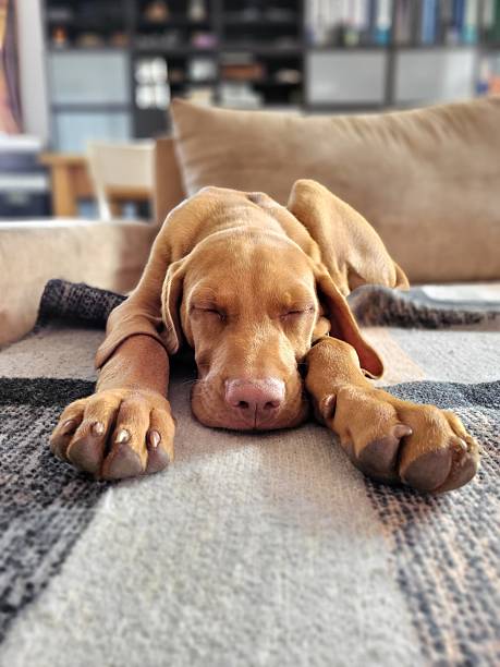 istock Hungarian Vizsla puppy sleeping on a couch with legs stretched out and head resting between its paws — adorable peaceful moment 2245142411
