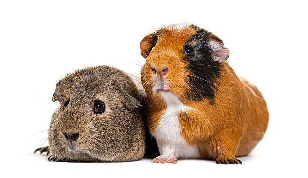 istock Two guinea pigs, pets sharing friendship on white background 2245142417