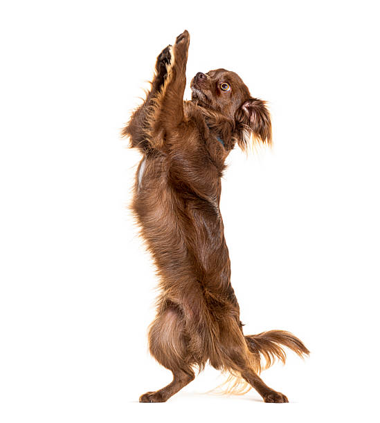 istock Brown long haired dog begging standing on hind legs 2245142422