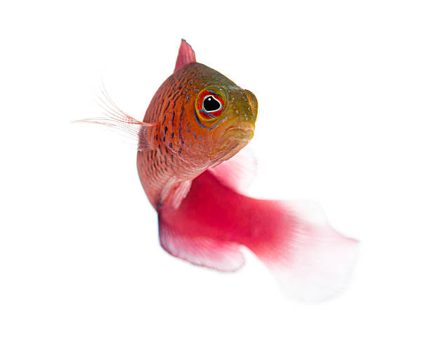 Male Purple dottyback fish, cypho purpurascens, swimming against white background