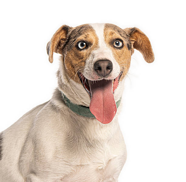istock Happy mixed breed dog panting sticking out tongue 2245142725