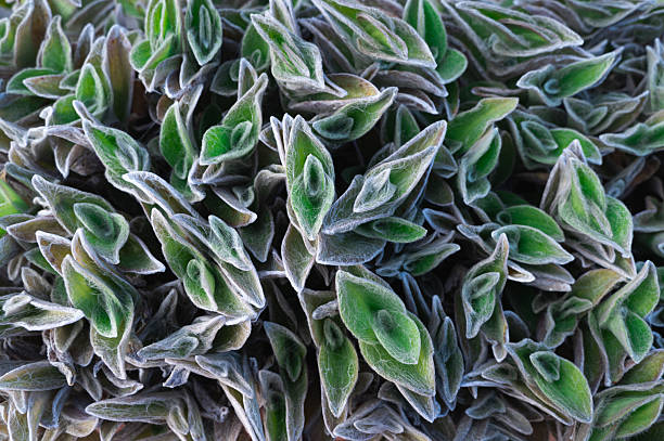 Coldtolerant flora and ground cover flourish in chill weather, Vegetation specially adapted to endure freezing conditions and low temperatures