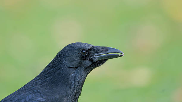 istock High Resolution PortraIt of a Raven with green Background 2245143817