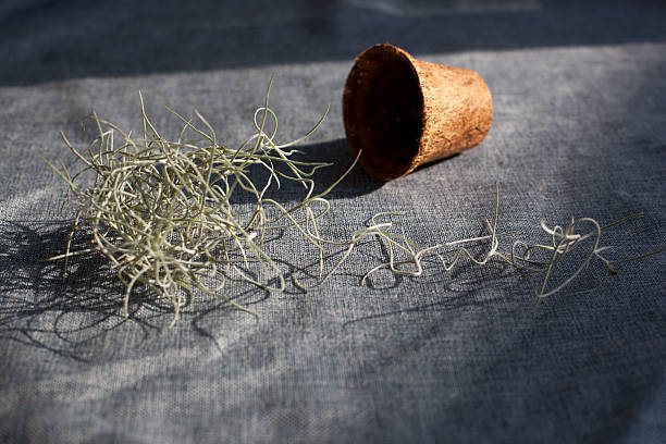 istock Sprawling Air Plant on Linen, Mixed Textures and Shadow, Modern Nature Decor 2245143835