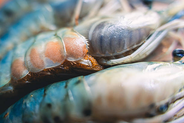 Fresh giant river prawns Macrobrachium rosenbergii macrophotography