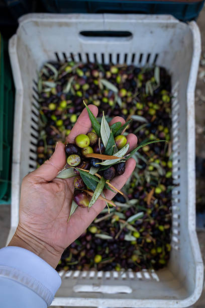 istock Hand holding fresh organic olives over a harvest crate. 2245144264