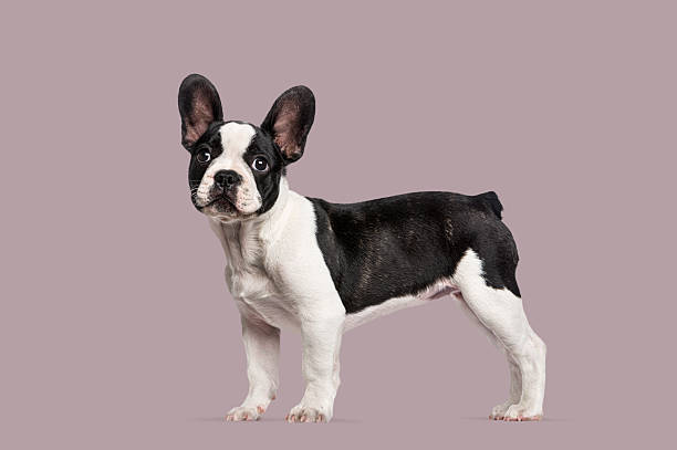 istock Adorable french bulldog puppy posing in a clean studio setting 2245145977