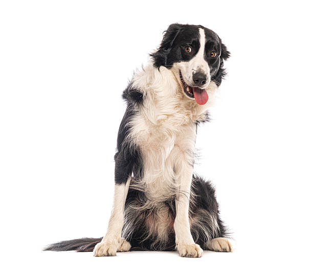 istock Border collie dog sitting panting smiling looking at camera 2245146065