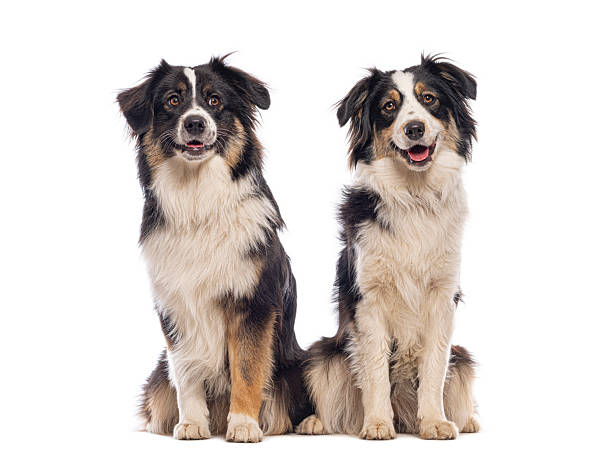 istock Two australian shepherds sitting together looking at camera 2245146104