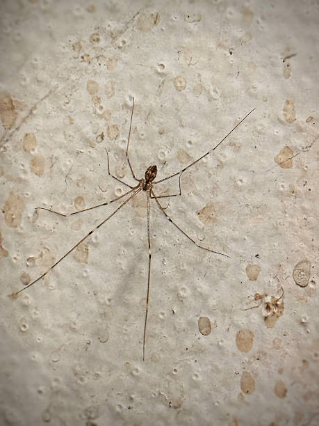istock Cellar spider cover with light cobweb,hanging and hiding on wall at home.Long-Legged.Pholcidae Family 2245146179