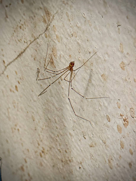 istock Cellar spider cover with light cobweb,hanging and hiding on wall at home.Long-Legged.Pholcidae Family 2245146194