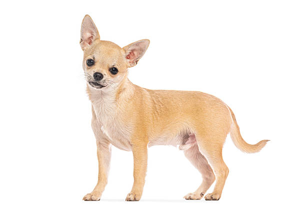 istock Tan chihuahua dog puppy standing on white background 2245146211