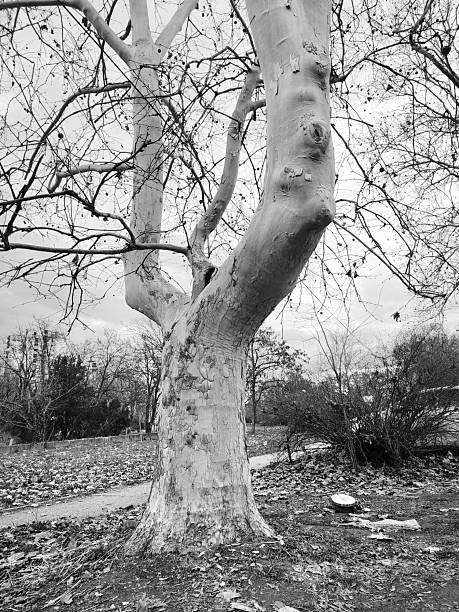 Residential area trees