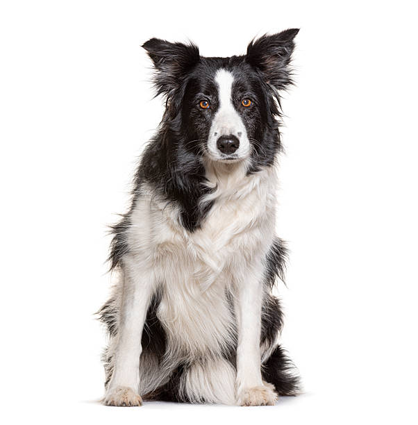 istock Border collie dog sitting looking at camera 2245146250
