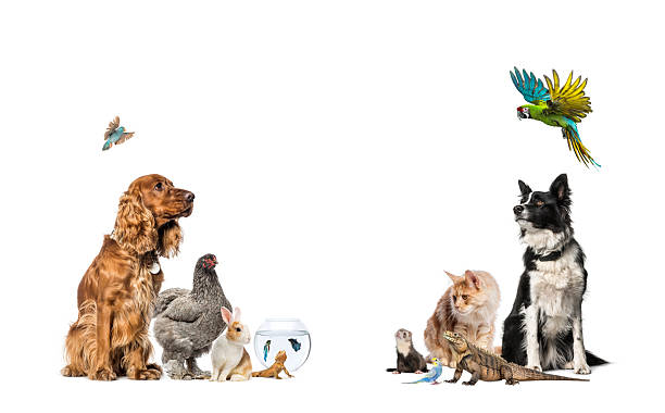 istock Diverse group of pets and animals looking up 2245146251