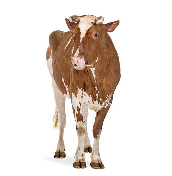 istock Brown and white cow standing and licking nose 2245146797